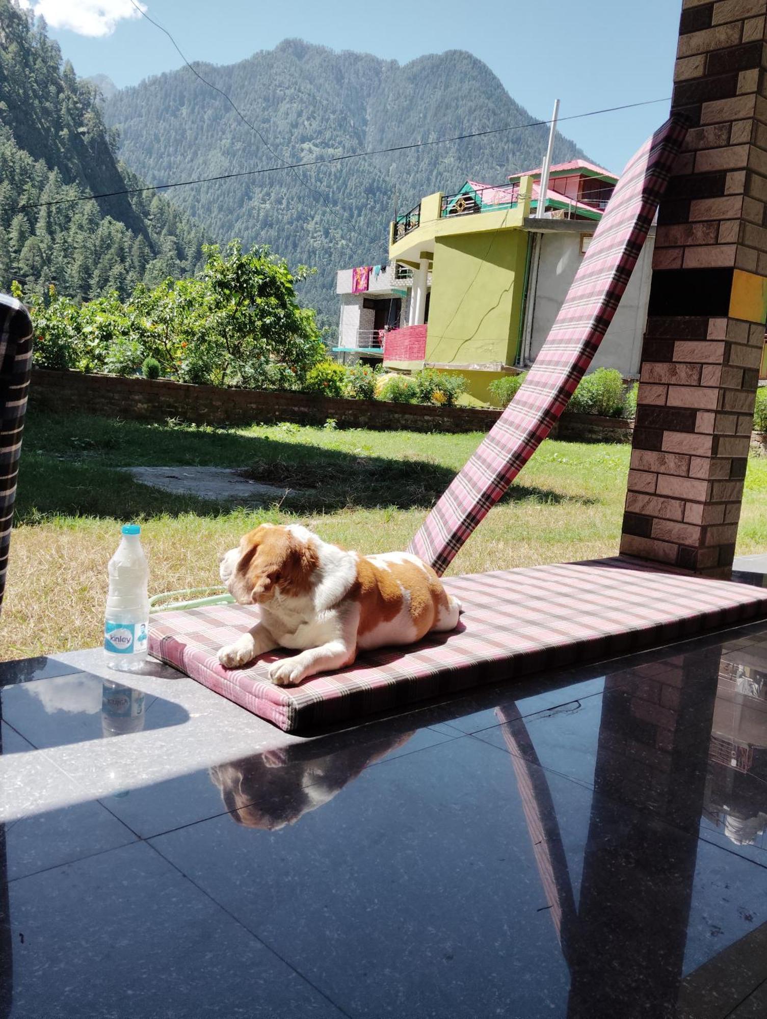 Dog N Hill Hotel Kasol Buitenkant foto