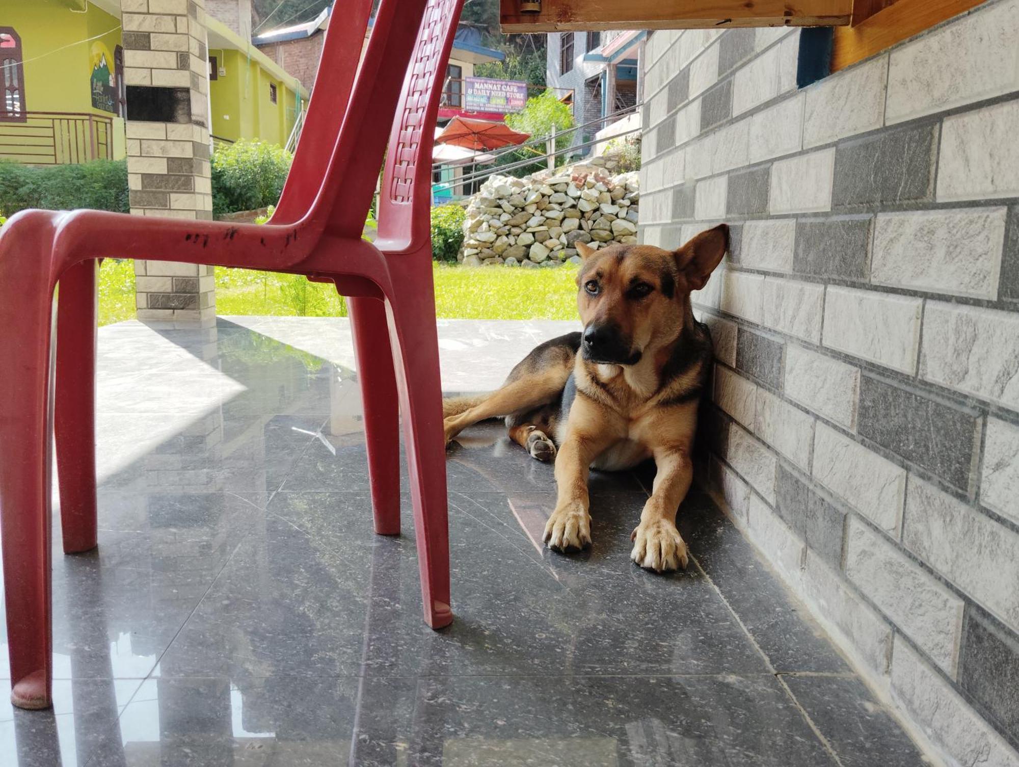 Dog N Hill Hotel Kasol Buitenkant foto