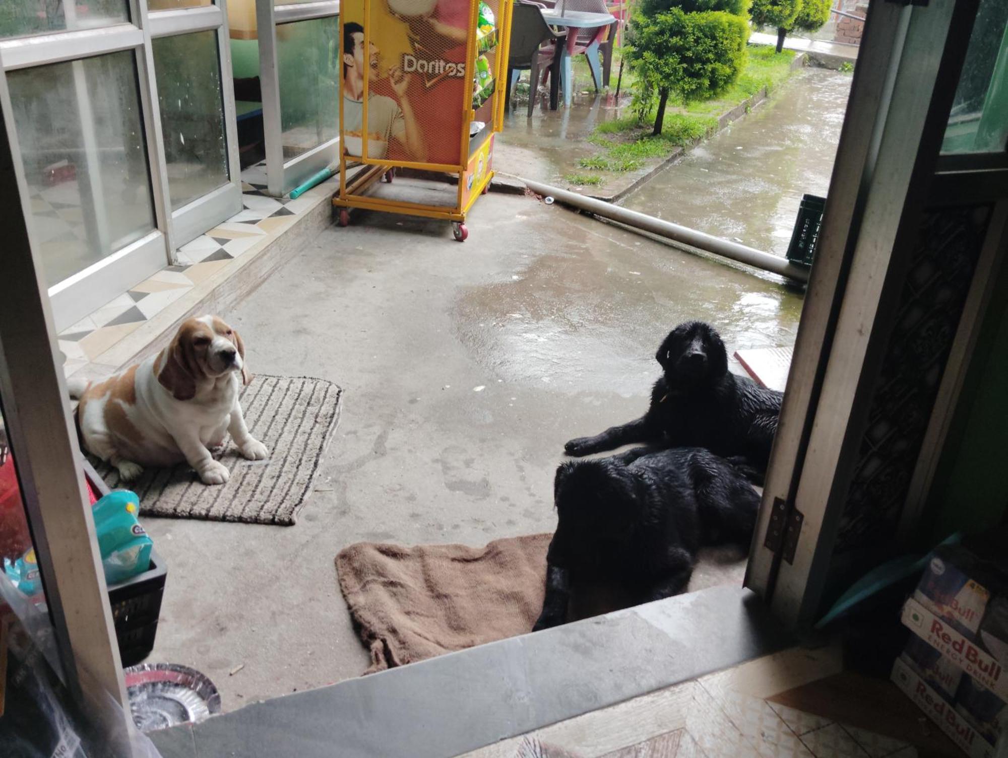 Dog N Hill Hotel Kasol Buitenkant foto